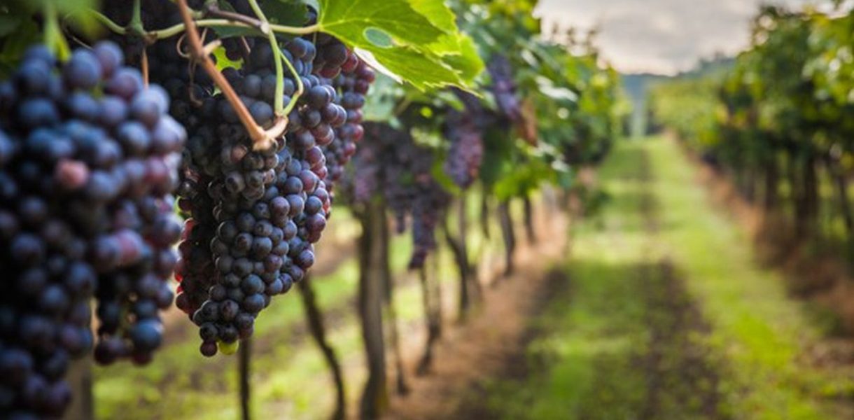 vignoble vignes grappes de raisins
