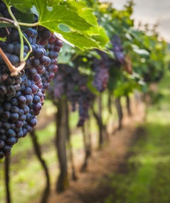 vignoble vignes grappes de raisins
